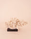 Figura Coral L