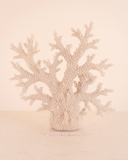 Coral Extremo