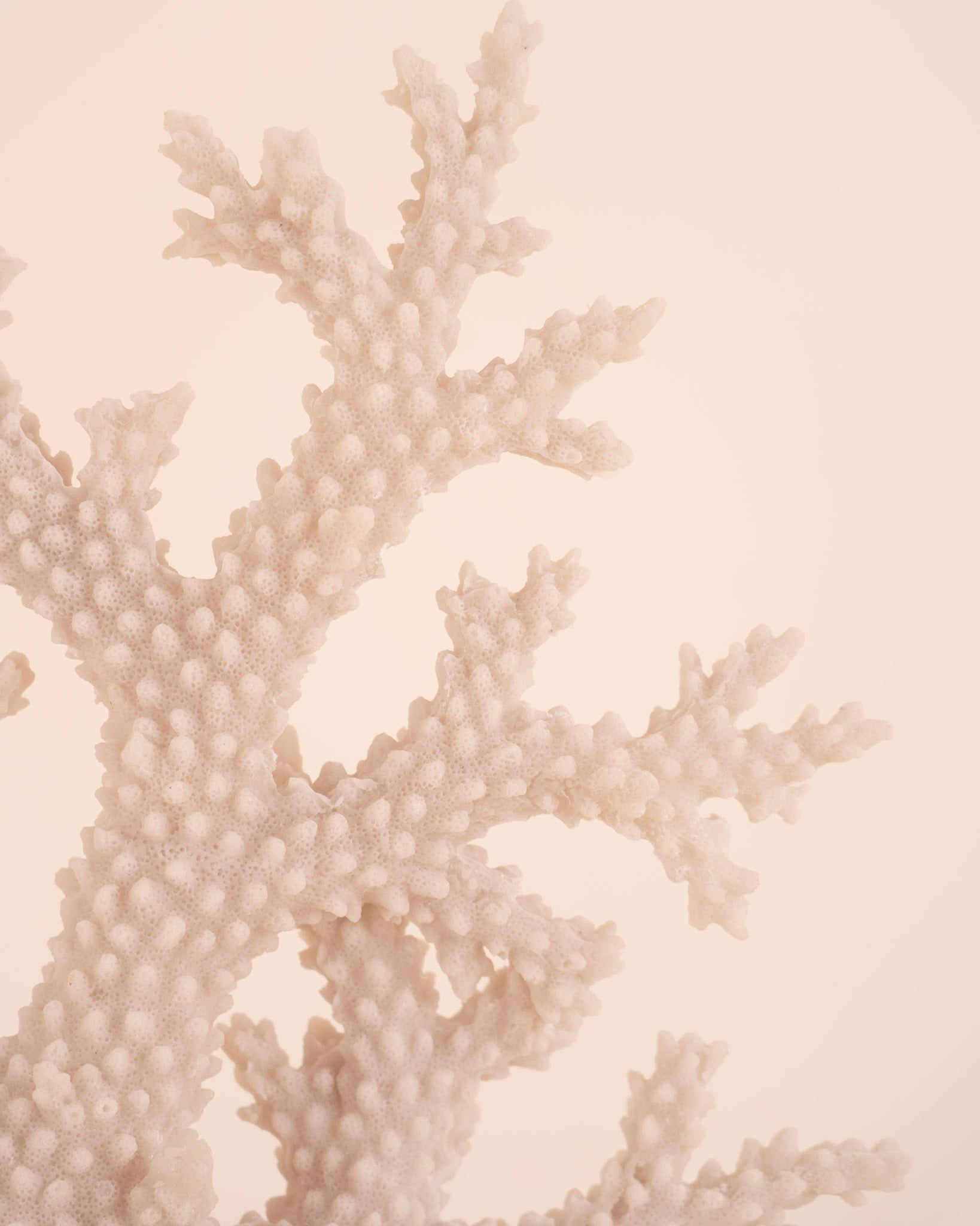 Coral Extremo