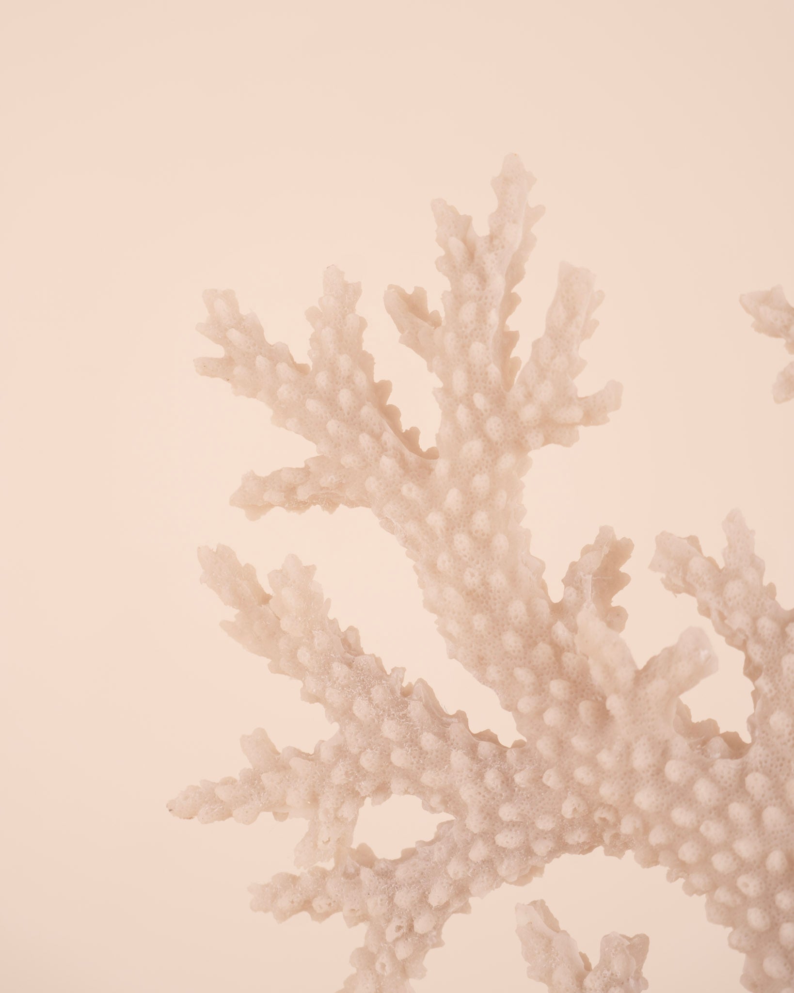 Coral Extremo