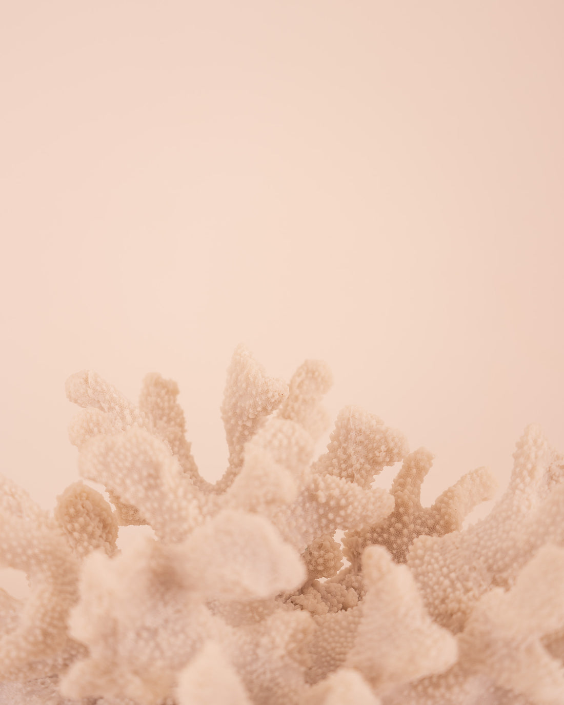 Figura Coral L
