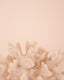 Figura Coral L