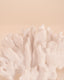 Coral Small